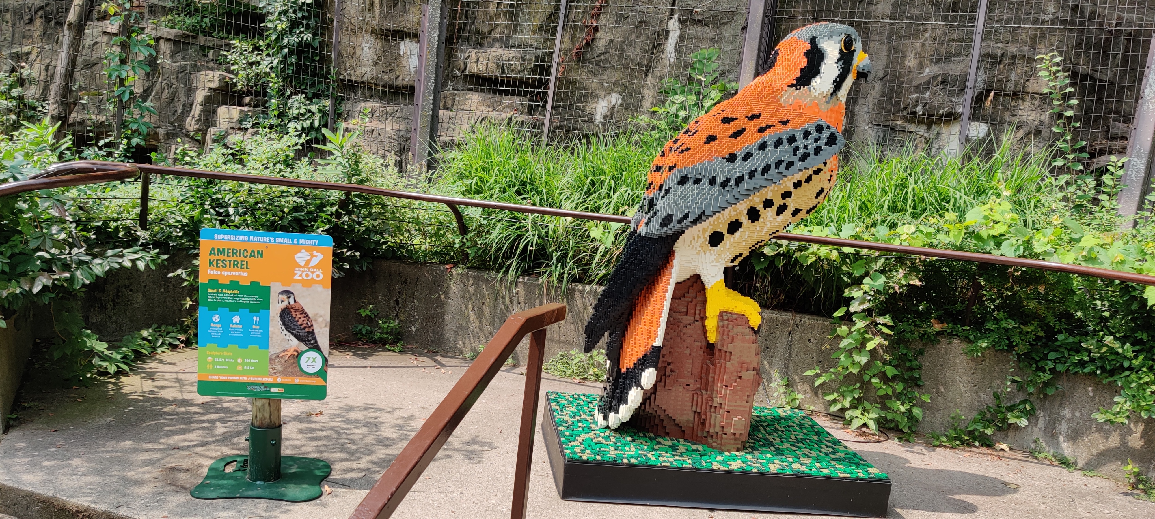 An American kestrel made from LEGO. Pretty bird!