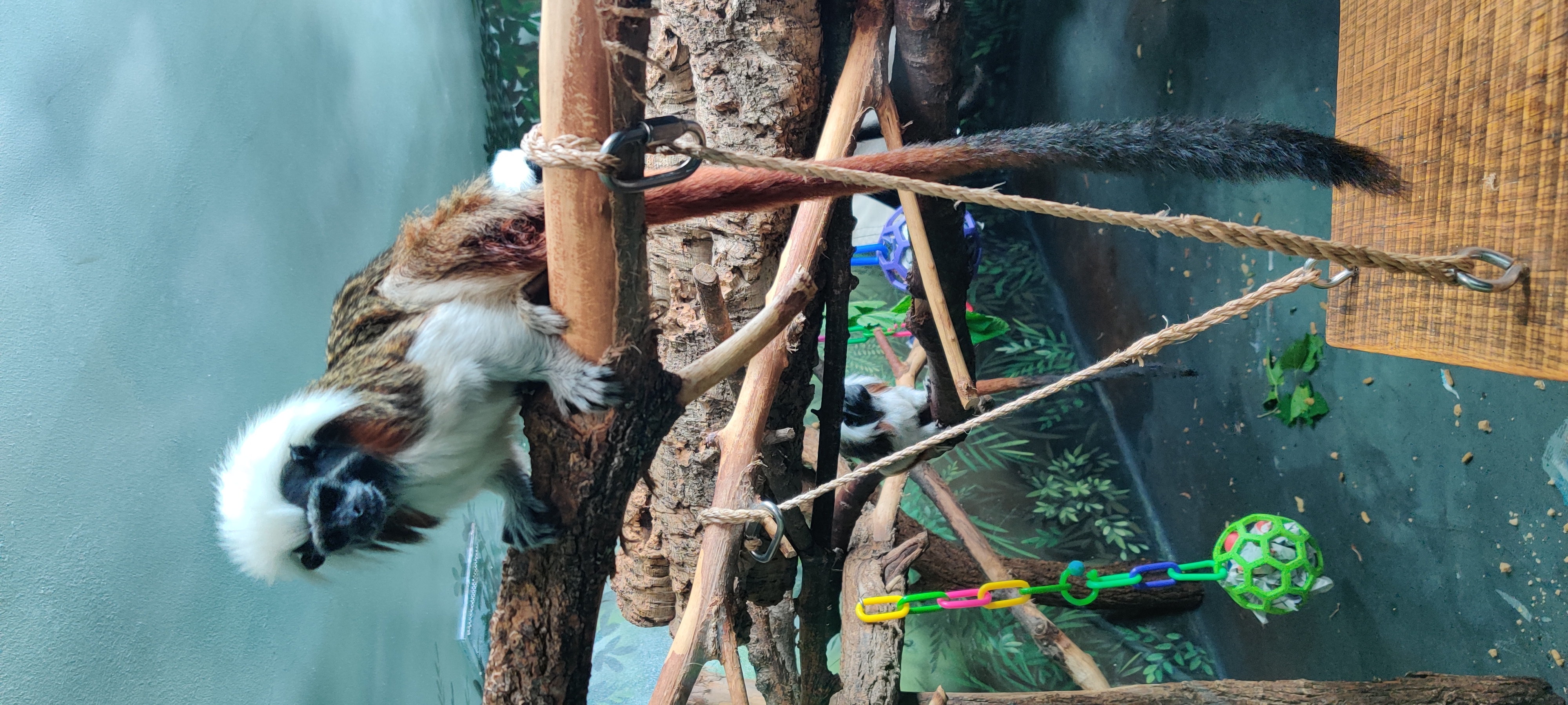 Another primate-like animal! Friend!