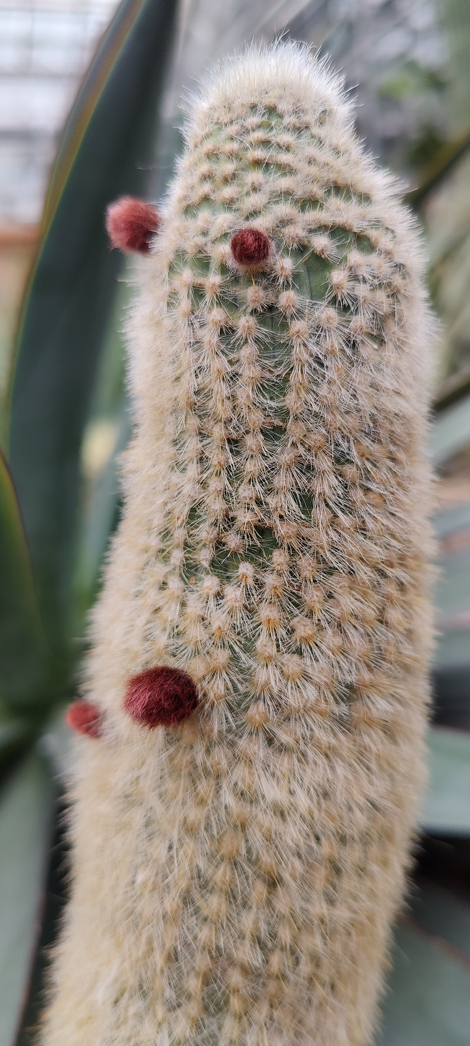 SO. FUZZY. And it has BABIES.