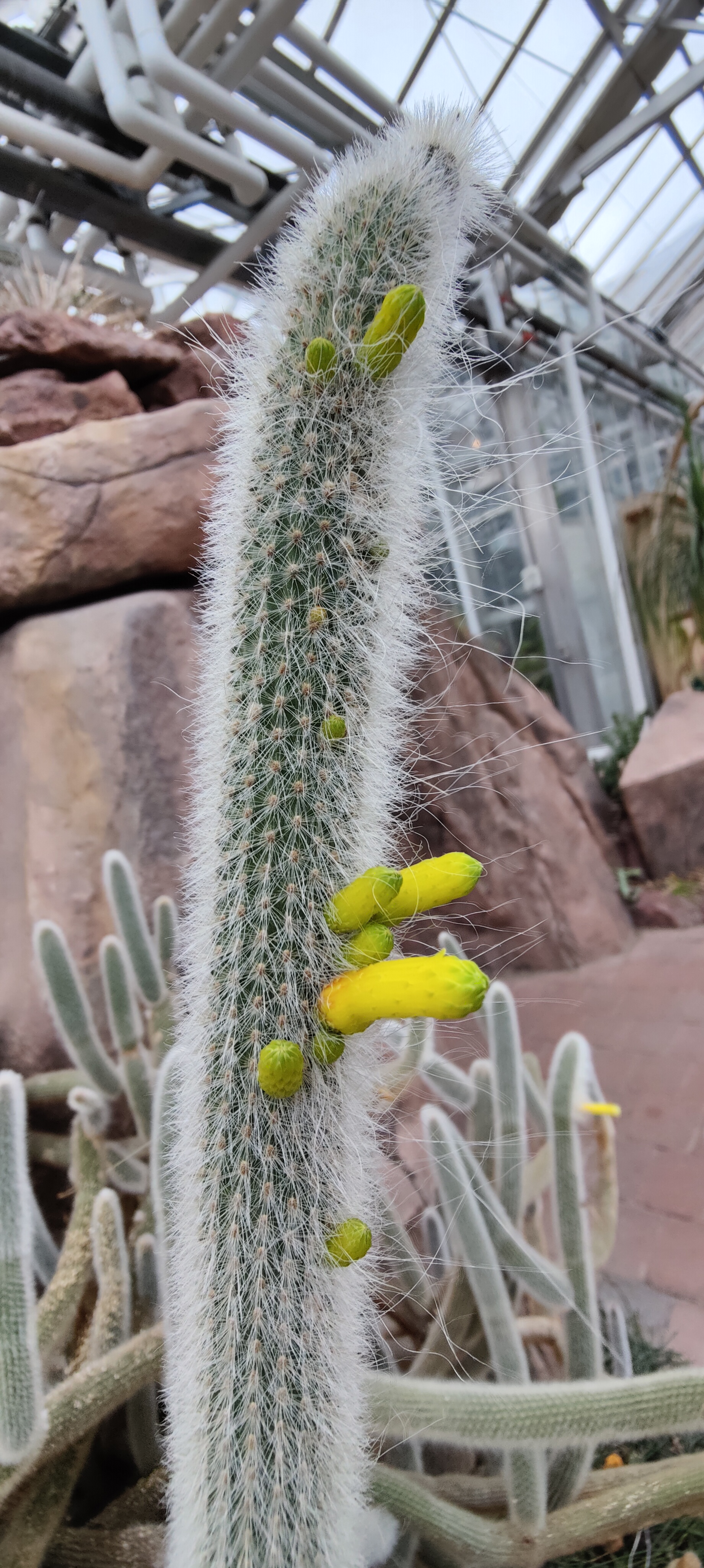 MOAR CACTI BABIES