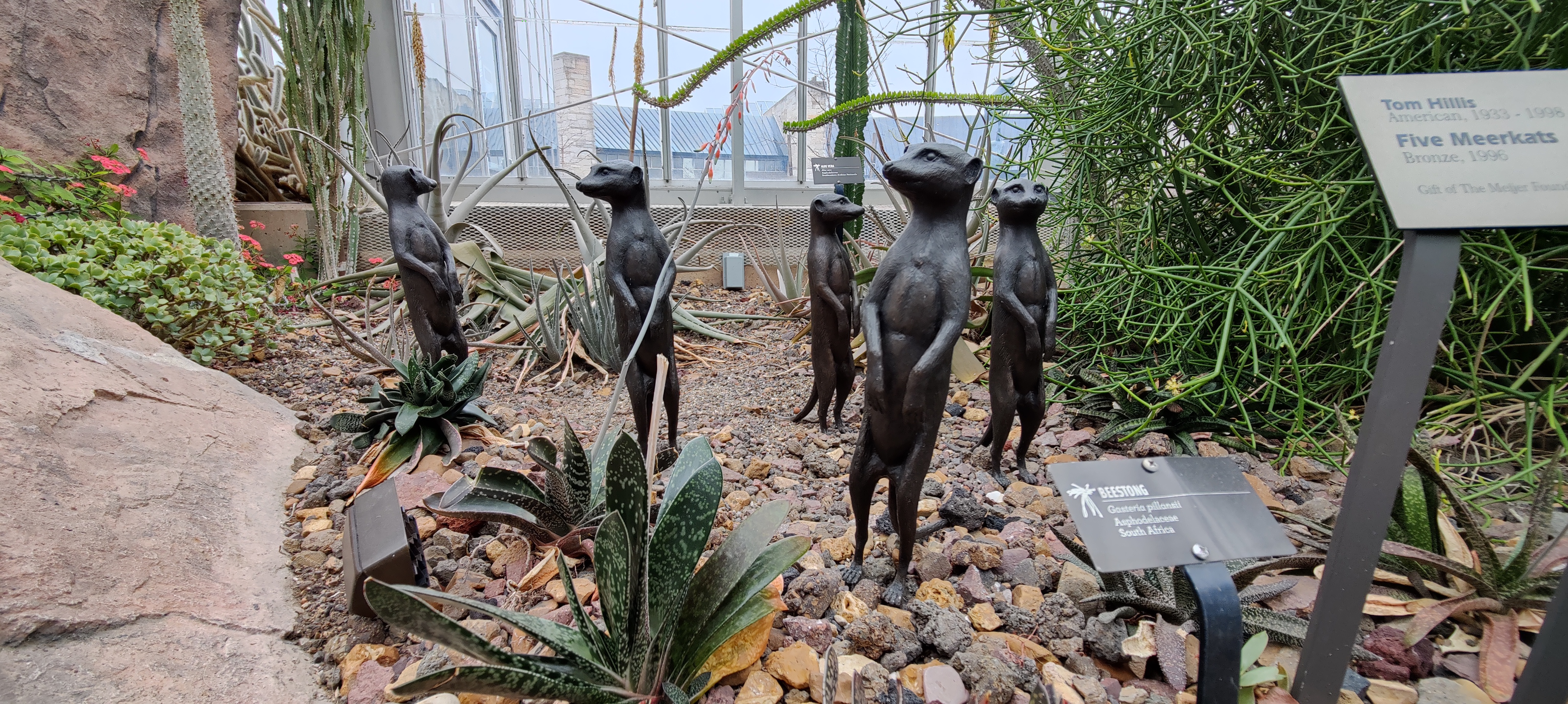 They look like they want to play. (Tom Hills. _Five Meerkats_, 1996.)