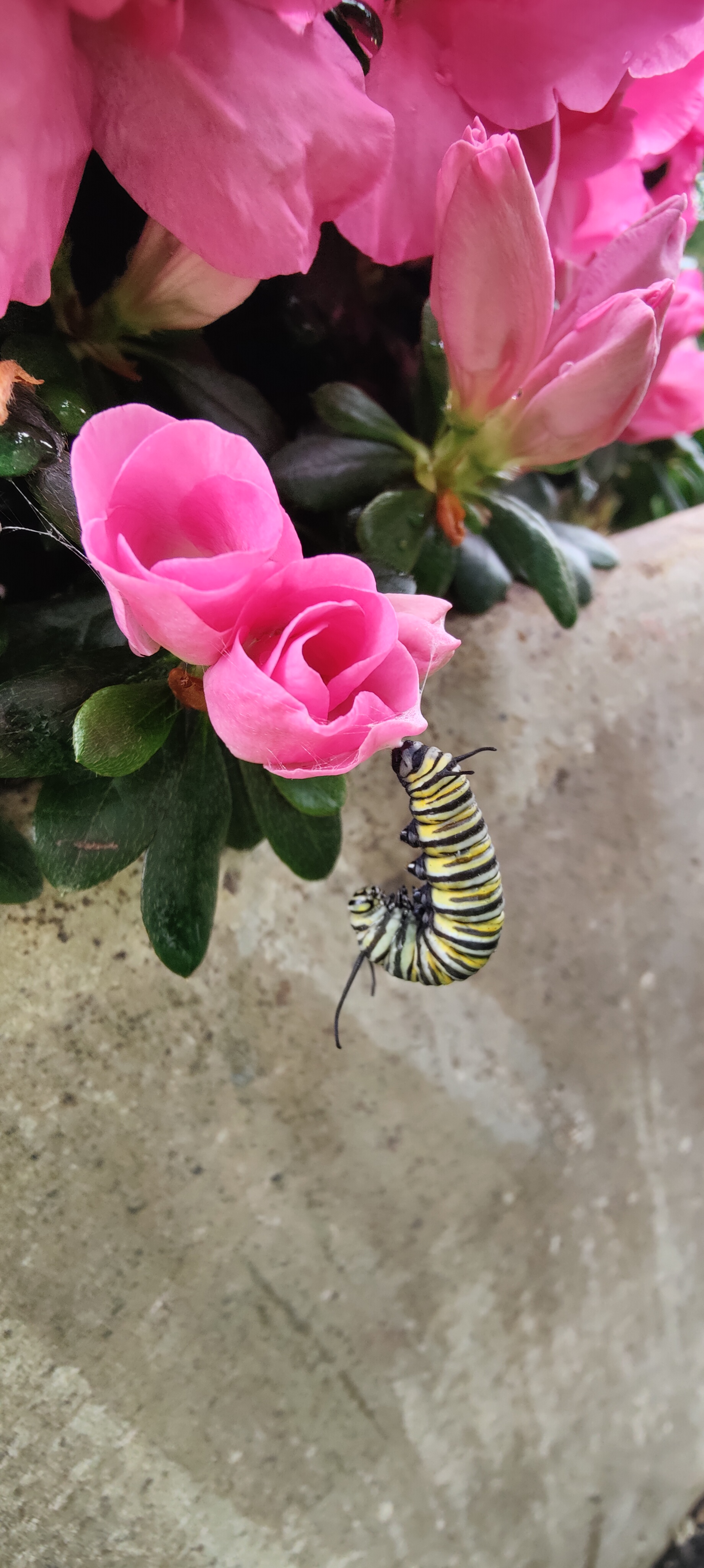 Monarch caterpillar!