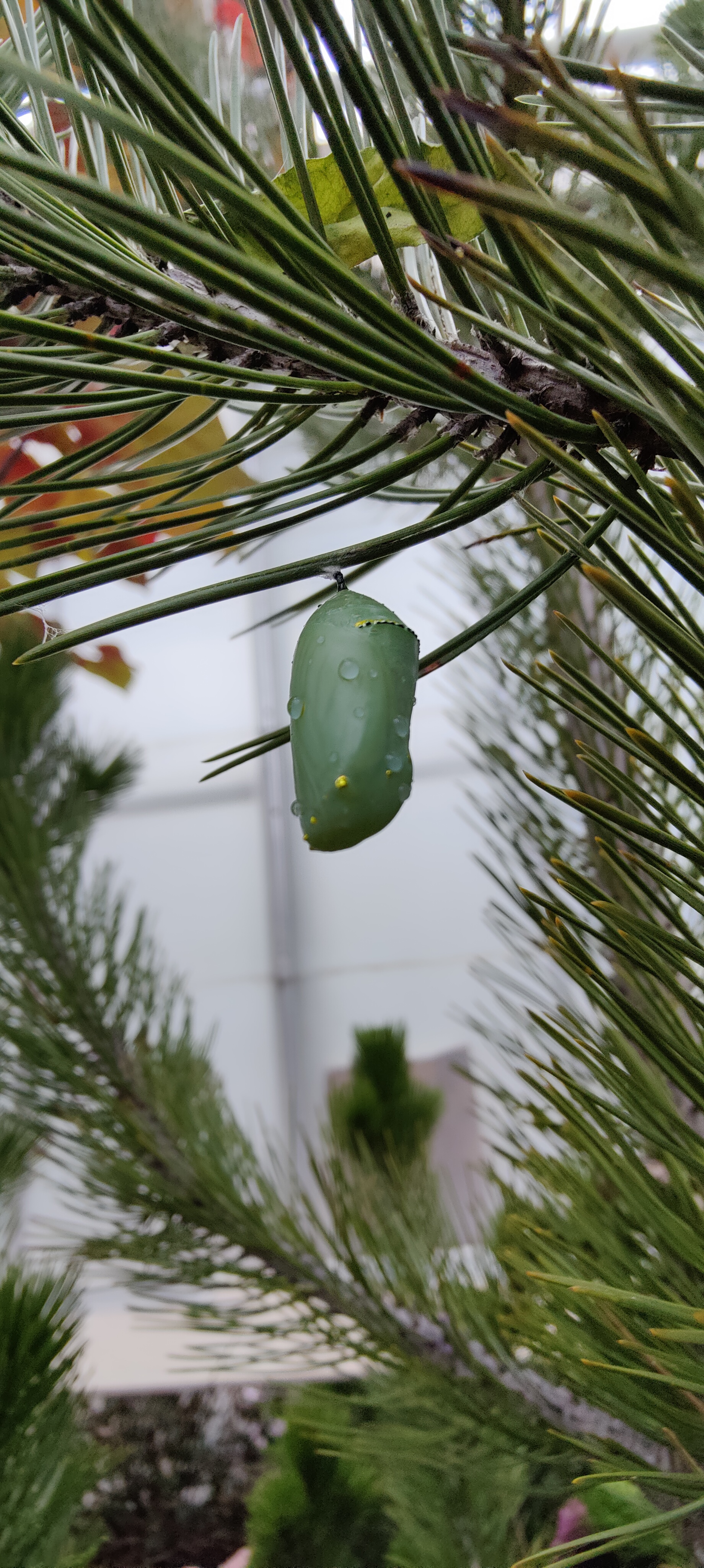 An absolutely gorgeous chrysalis, with dew drops and neat little gold things that the caterpillar made on the outside.