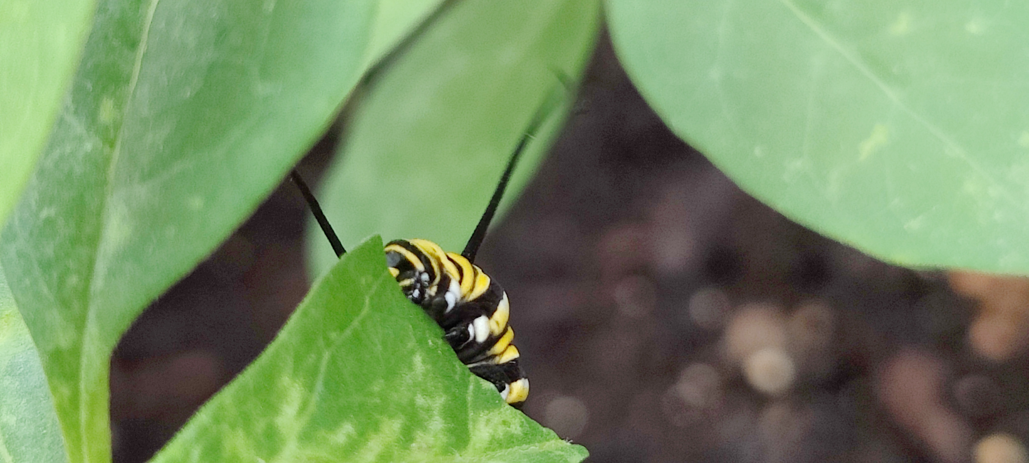 THE LITTLE ANTENNAE! MONCH MONCH MONCH