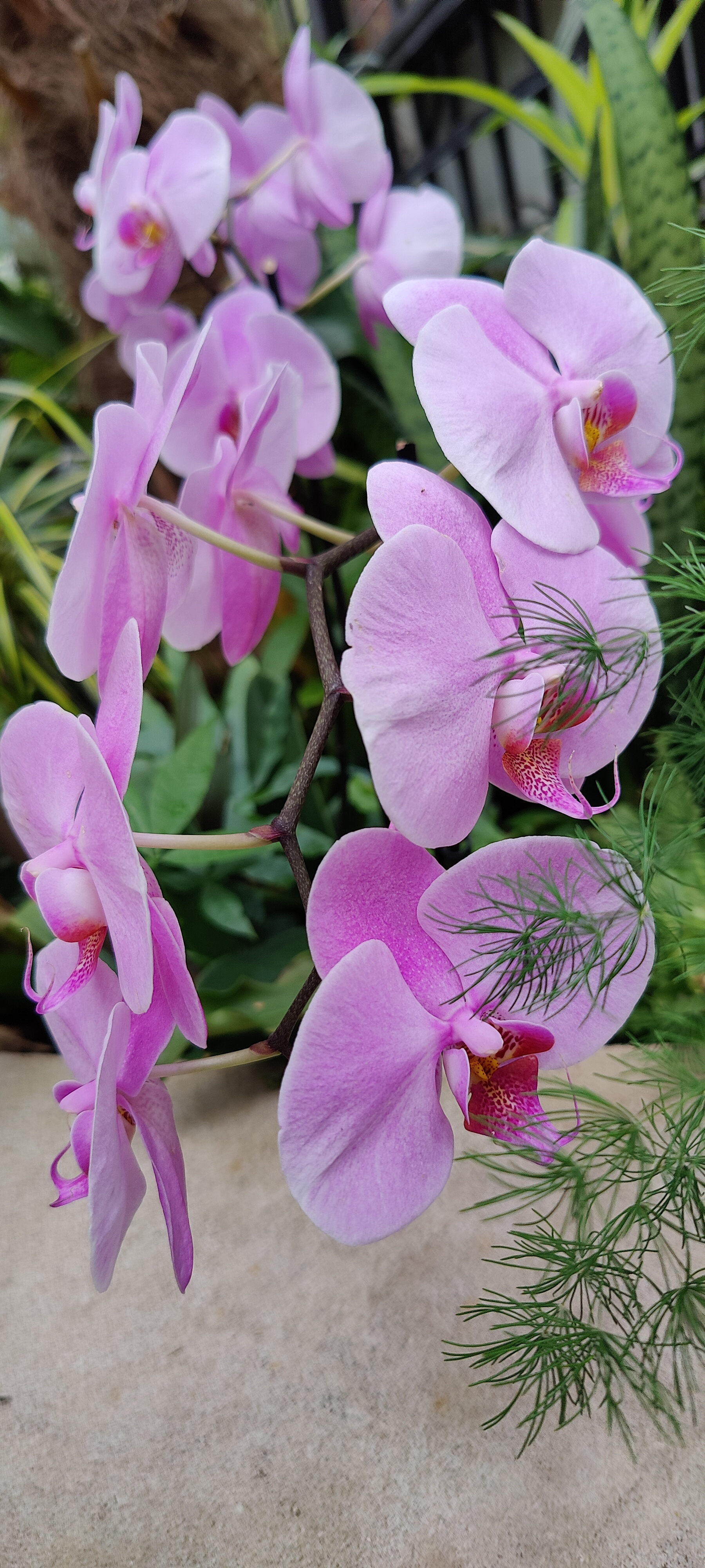 Some pretty pink flowers. This would be a good phone background.