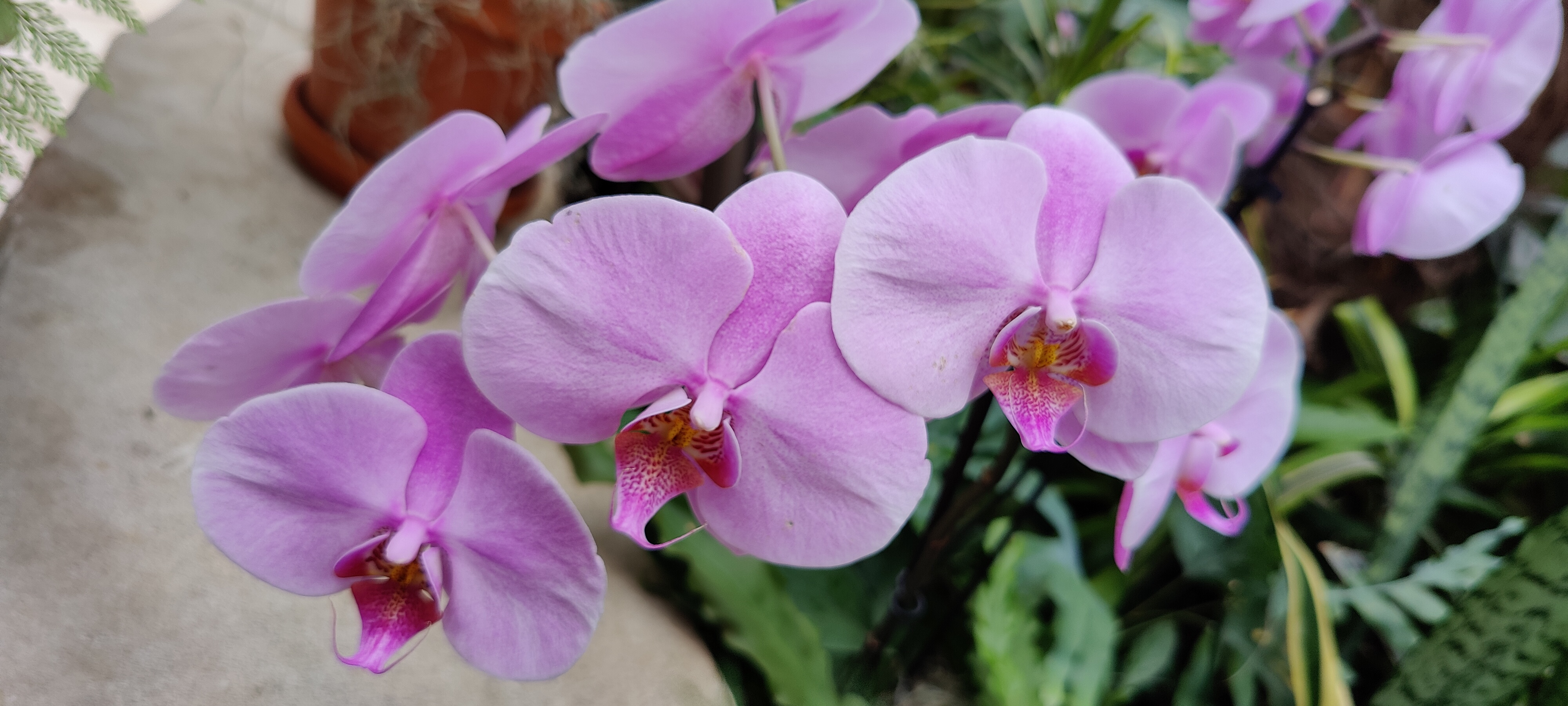 The same pretty pink flowers. This would make a nice desktop background.