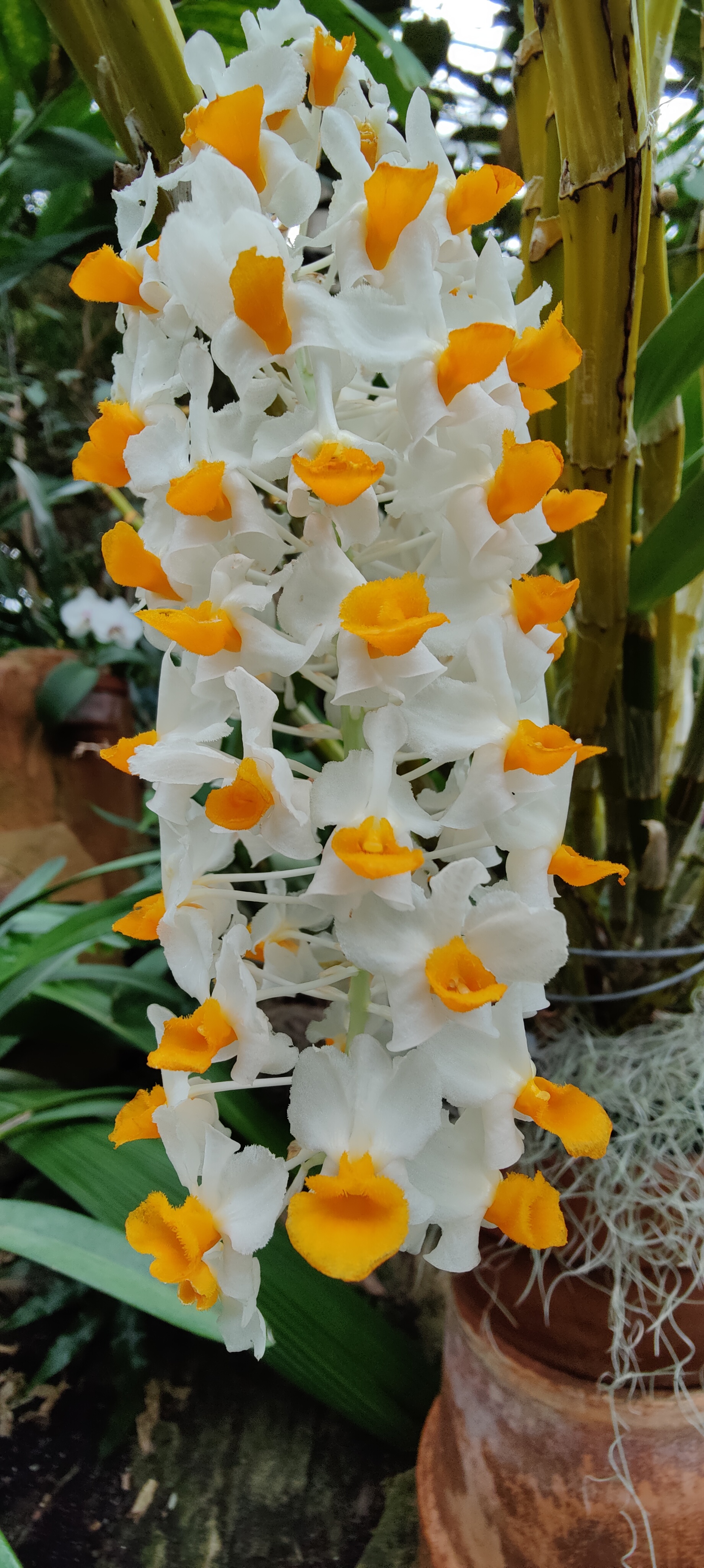 Some really pretty yellow and white flowers. This would make a good phone background.