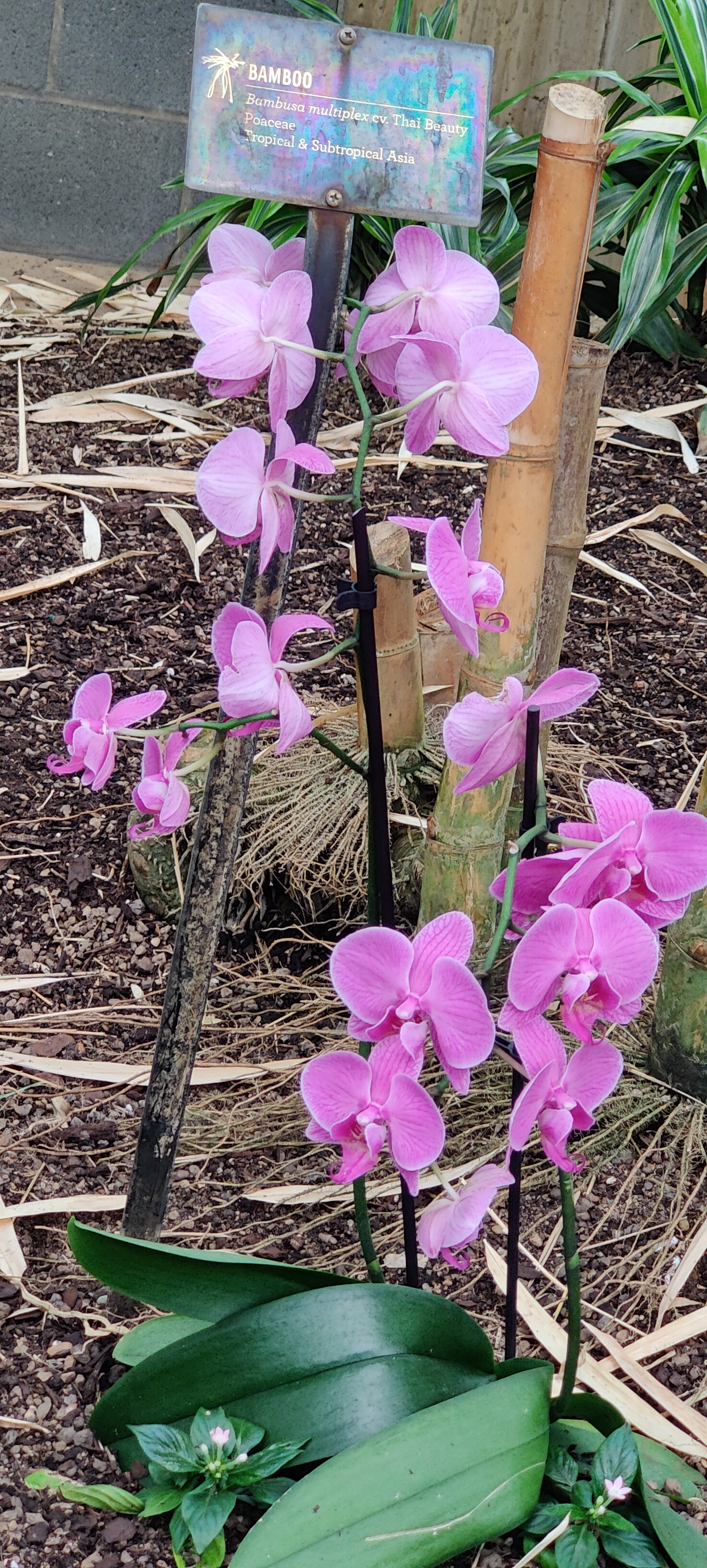 Some pretty pink flowers. This would be a good phone background.