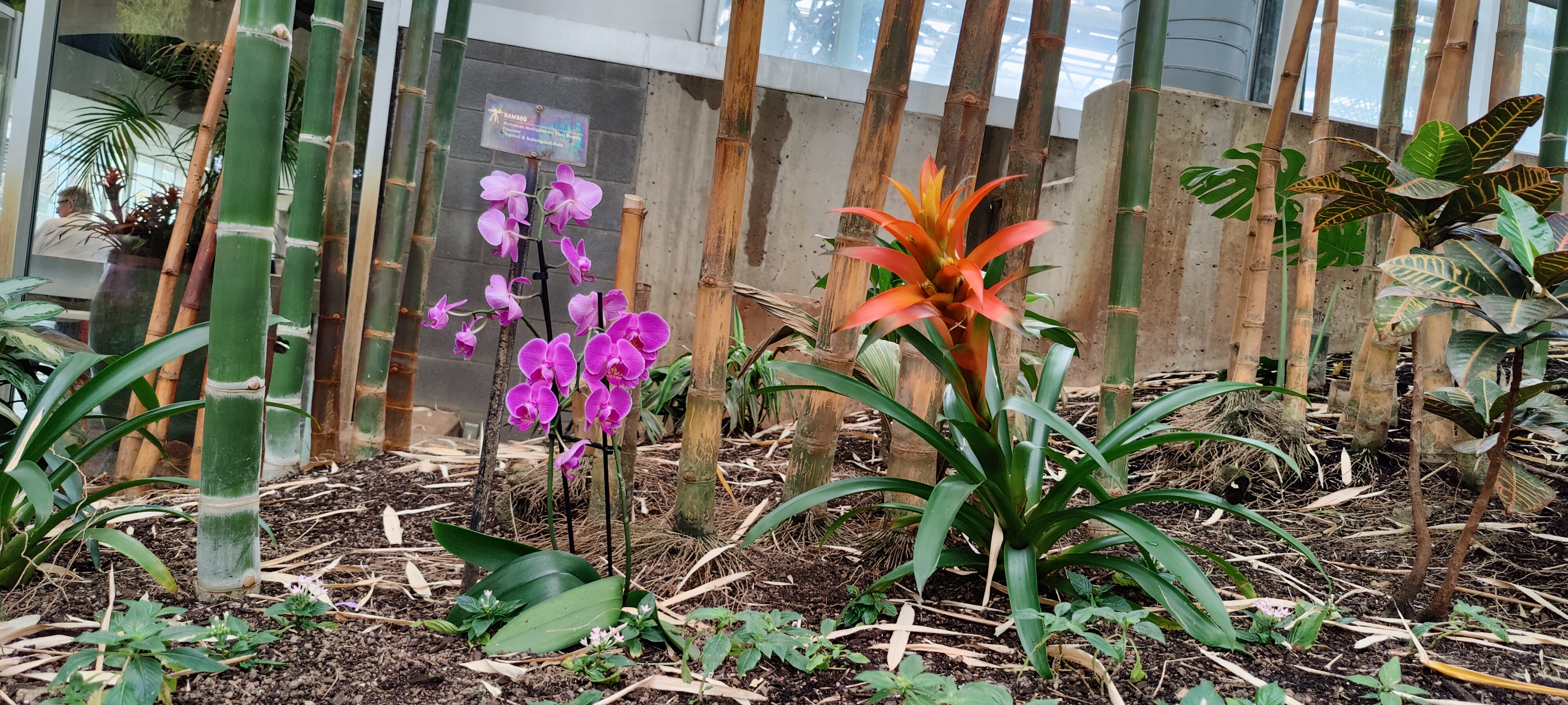 Some pretty pink flowers, and also an orange spiky boi.