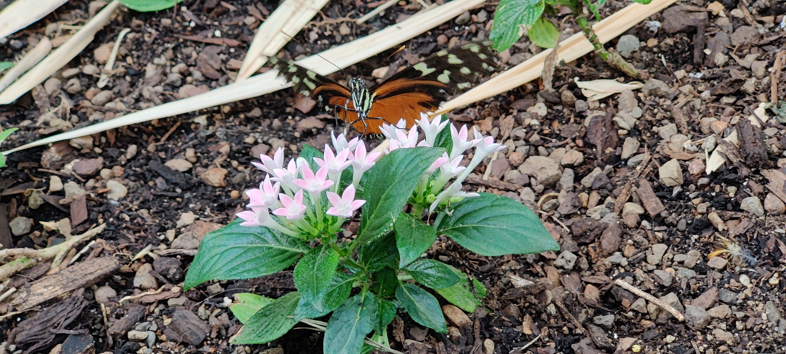 AM BIG! EAT FLOWERS!