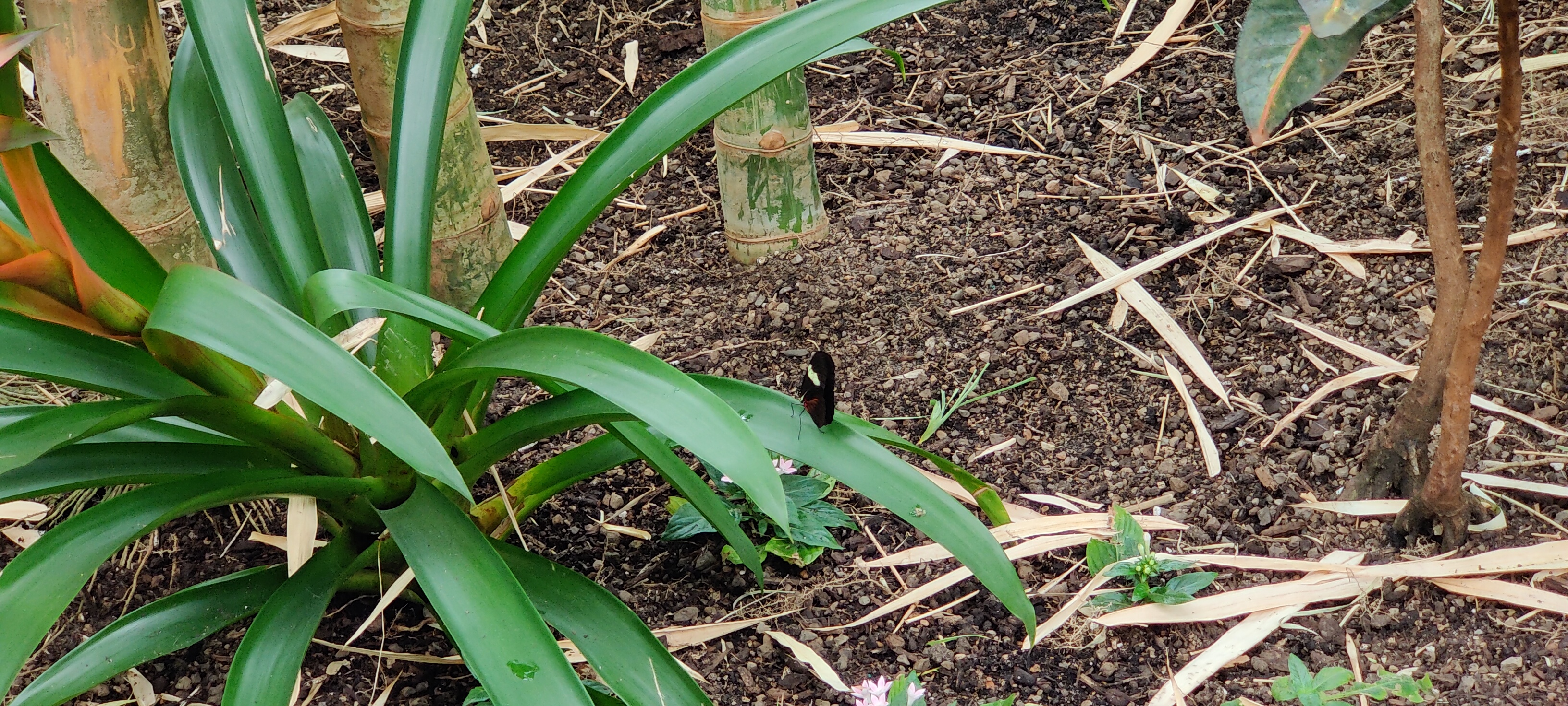 Another of the black and white butterflies, also showing a little red or orange underneath.