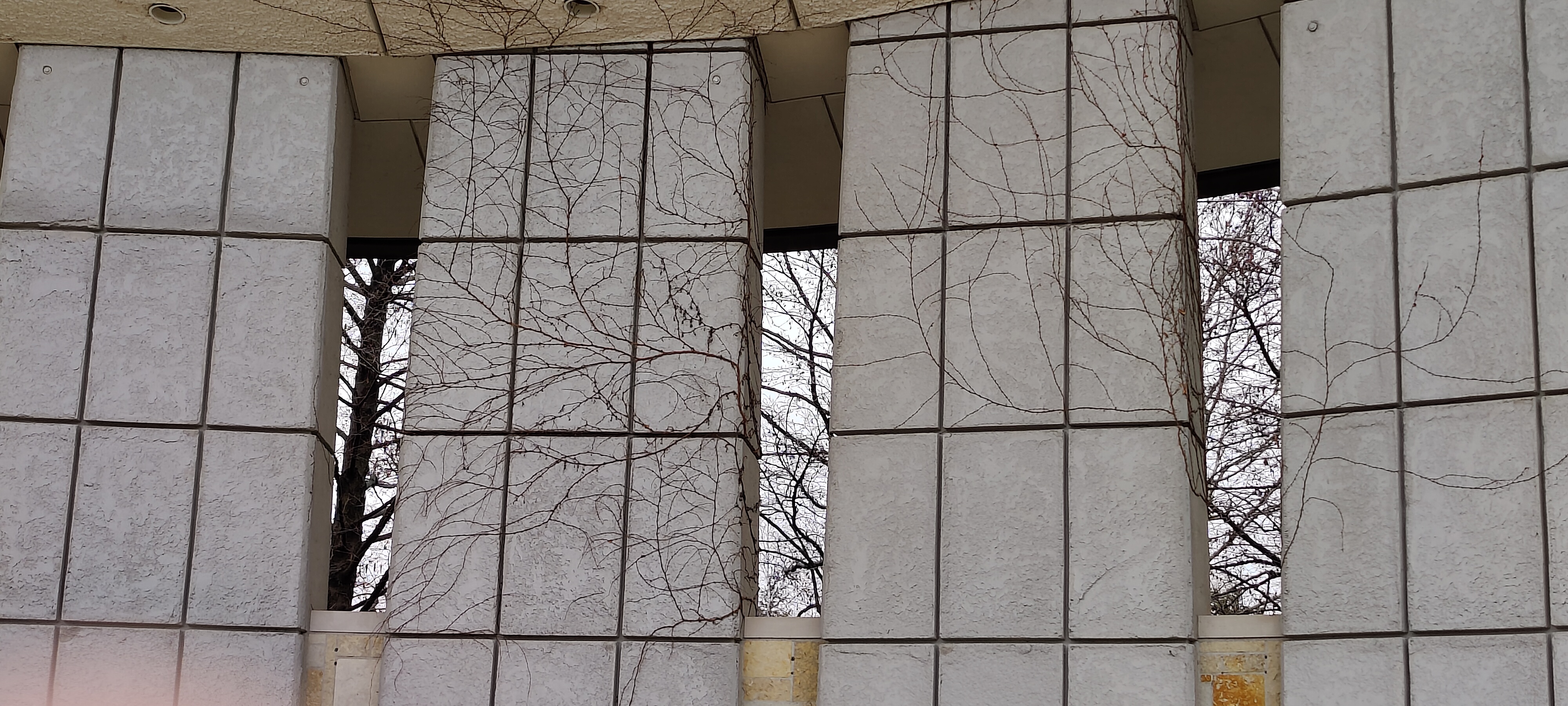 Vines on the amphitheatre columns.