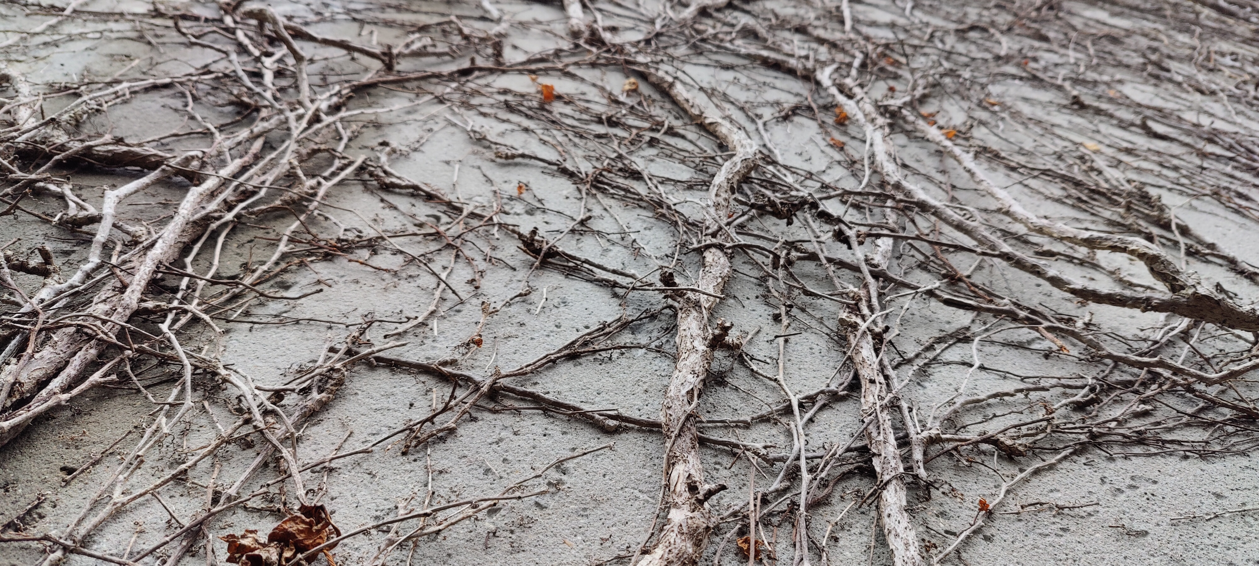 Vines on the wall behind the amphitheatre restrooms. Might make a good desktop background.
