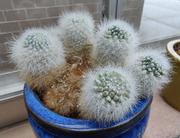 Spiky bois! They look so fluffy!