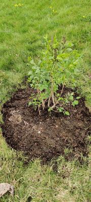 A pawpaw sapling