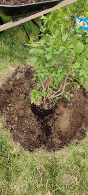 A pawpaw sapling