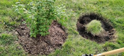 A lilac sapling