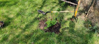 A rasbperry sapling