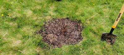 A rasbperry sapling