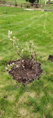 A saskatoon plant